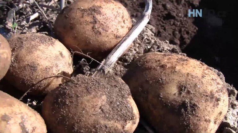 VIDEO: Jak vypadá ideální brambora? Vykopali jsme jich pár na poli u Choustníka