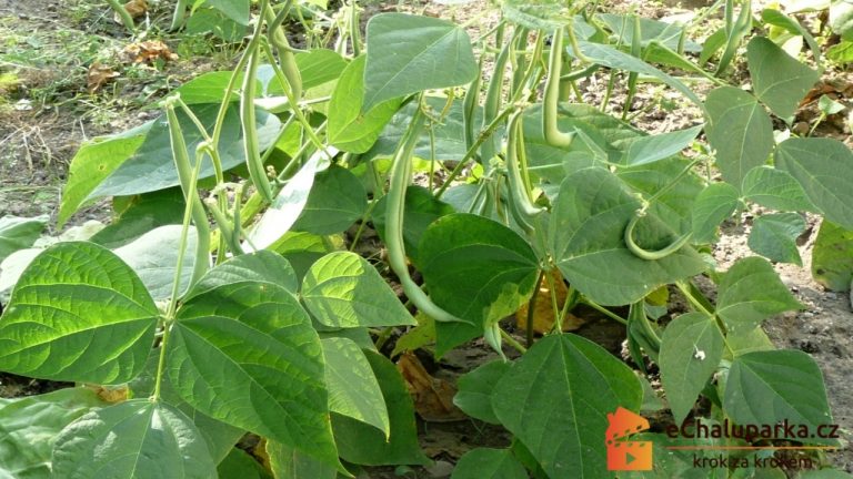 Pestovanie fazule – Ako pestovať kríčkovú fazuľu (Phaseolus vulgaris) zo semien