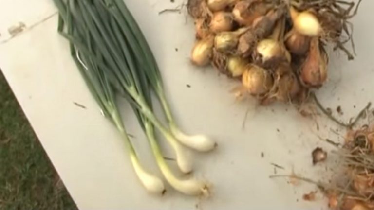 Pestovanie cibule – ako sadiť a pestovať cibuľu
