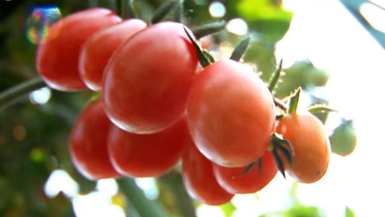 Pestovanie paradajok – ako sa starať o paradajky v lete