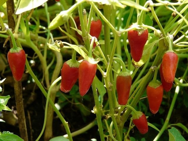 Pestovanie paprík – ako sa v lete starať o papriky