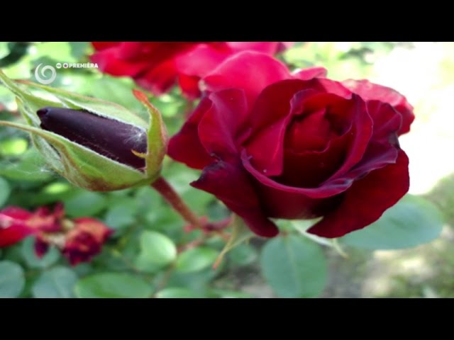 Ako sa správne starať o ruže (NOVÁ ZÁHRADA)