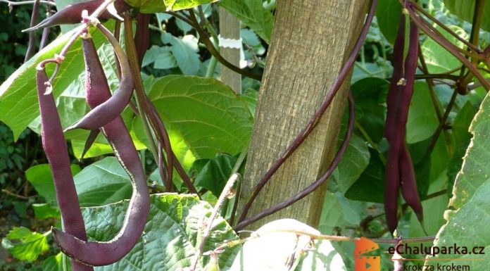 Pestovanie fazule – ako pestovať kolíkovú fazuľu (Phaseolus vulgaris) zo semien