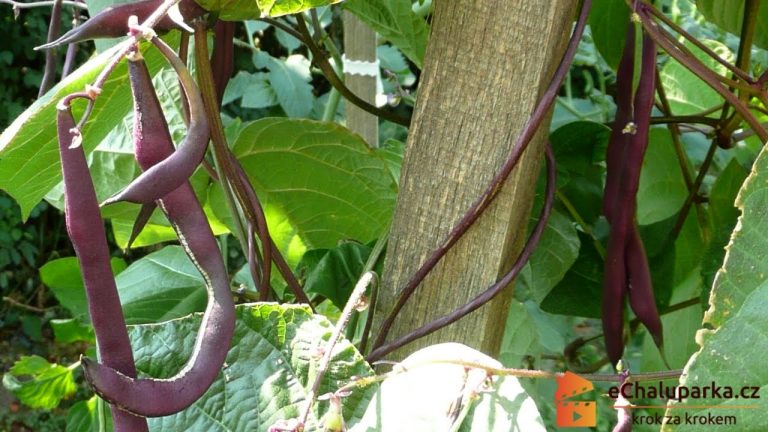 Pestovanie fazule – ako pestovať kolíkovú fazuľu (Phaseolus vulgaris) zo semien