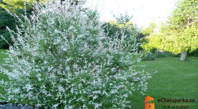 Pestovanie vŕby – ako pestovať japonskú vŕbu (Salix integra Hakuro Nishiki)