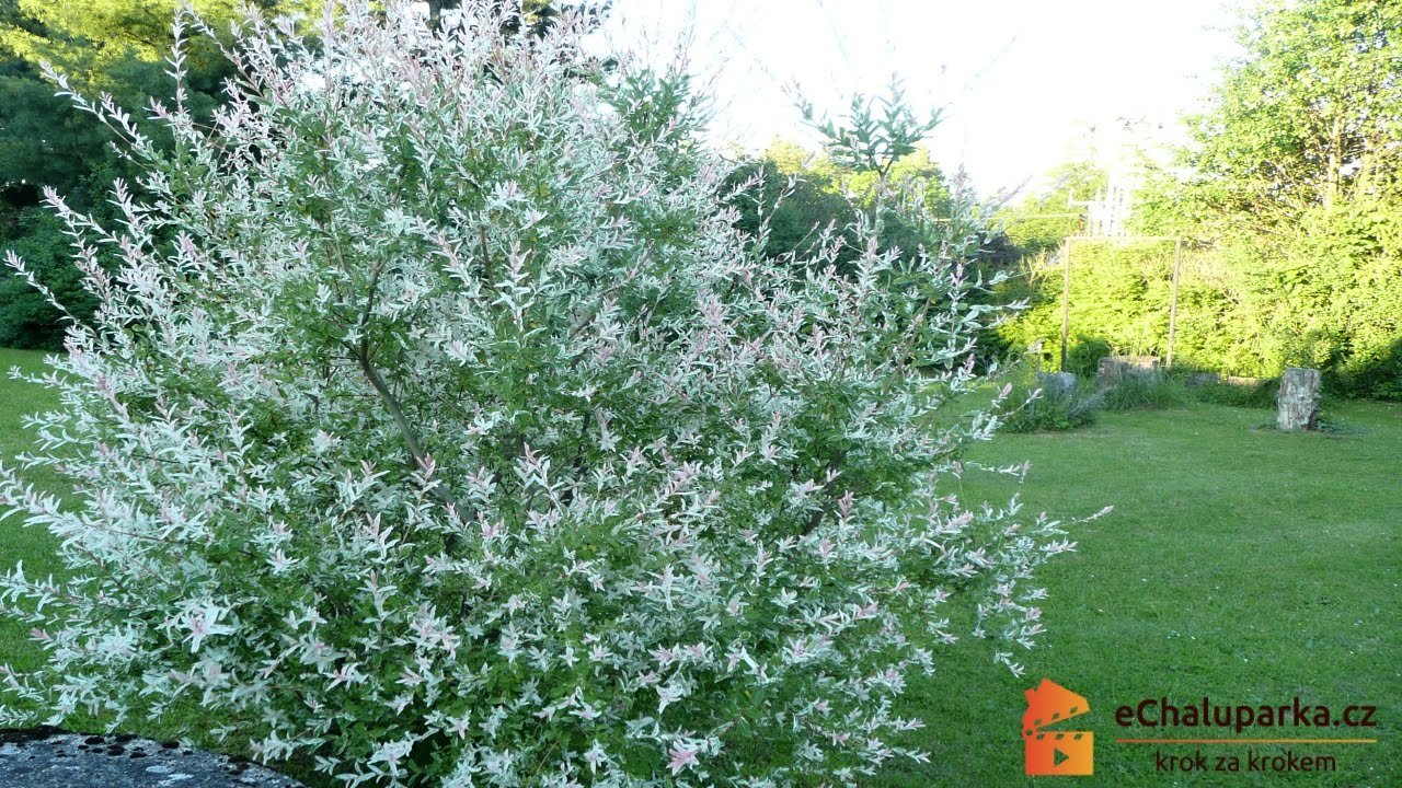 Pestovanie v\u0155by \u2013 ako pestova\u0165 japonsk\u00fa v\u0155bu (Salix integra Hakuro Nishiki) \u2013 AKOSAROBI