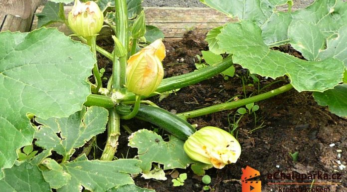 Pestovanie cukety – ako pestovať zelenú cuketu (Cucurbita pepo) zo semien
