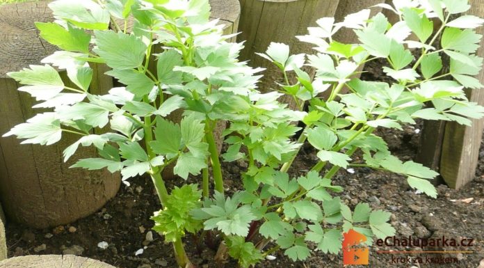 Ligurček lekársky – ako pestovať ligurček lekársky (Levisticum officinale)