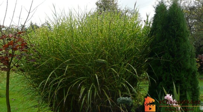 Ozdobnica čínska – ako pestovať ozdobnicu čínskou (Miscanthus sinensis)