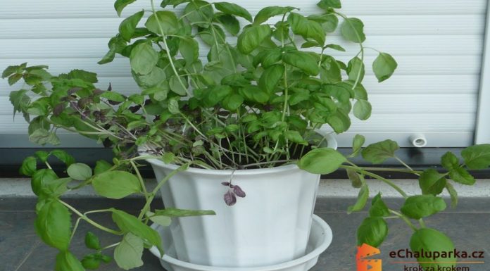Pestovanie bazalky – ako pestovať bazalku (Ocimum basilicum) pravú v kvetináči