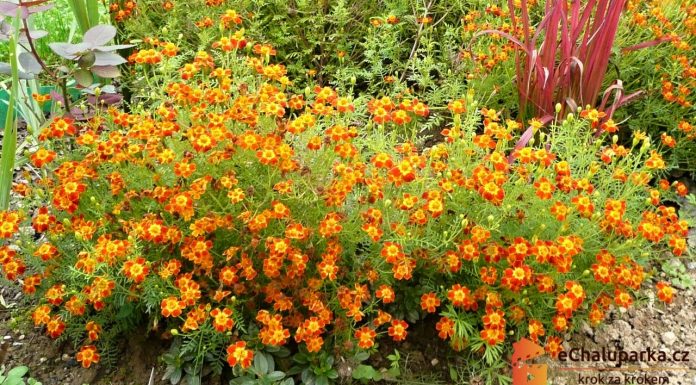Pestovanie afrikánu – ako pestovať aksamietnicu zo semien (Tagetes tenuifolia)