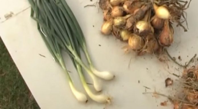 Pestovanie cibule – ako sadiť a pestovať cibuľu