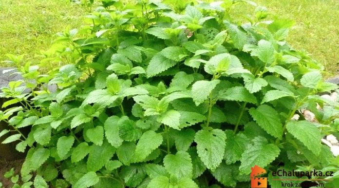 Pestovanie medovky – ako pestovať medovku lekársku (Melissa officinalis)