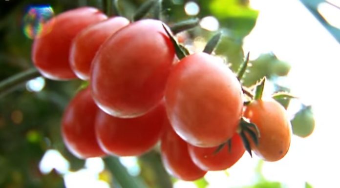 Pestovanie paradajok – ako sa starať o paradajky v lete