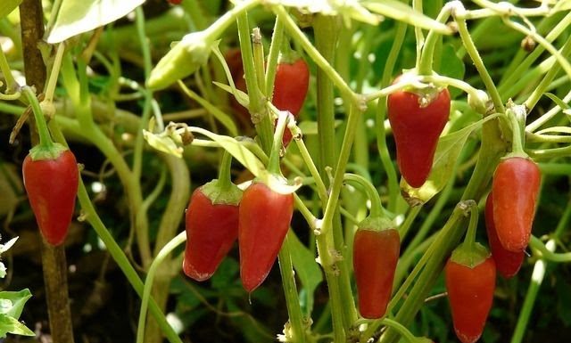 Pestovanie paprík – ako sa v lete starať o papriky