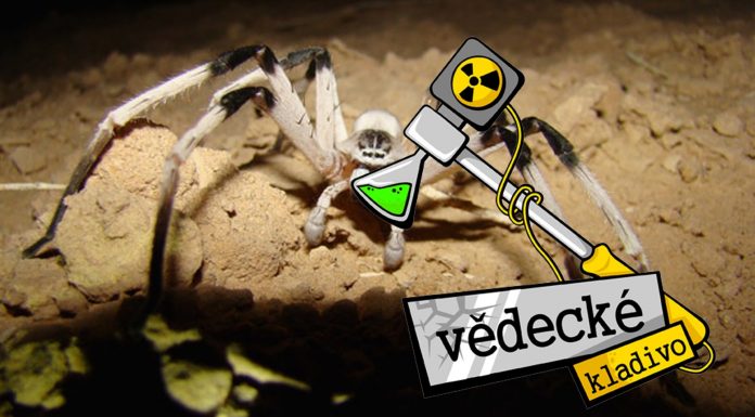 Prečo sa ľudia boja pavúkov?