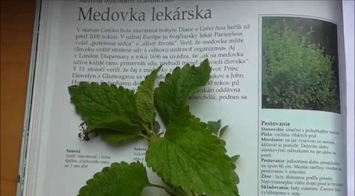 recept na medovkový sirup
