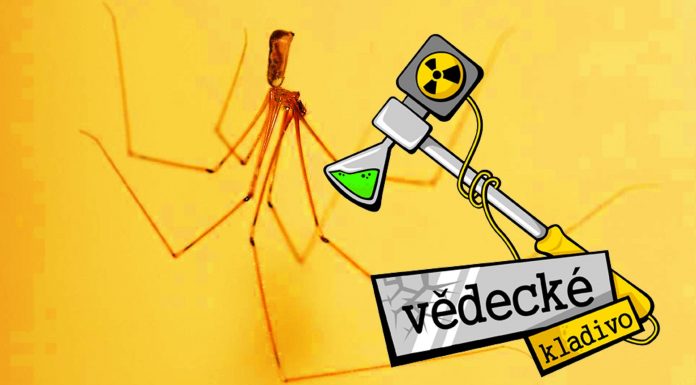 Ako dokáže hmyz liezť po stenách?