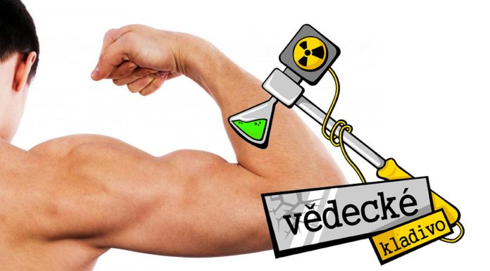 Ako rastú svaly?