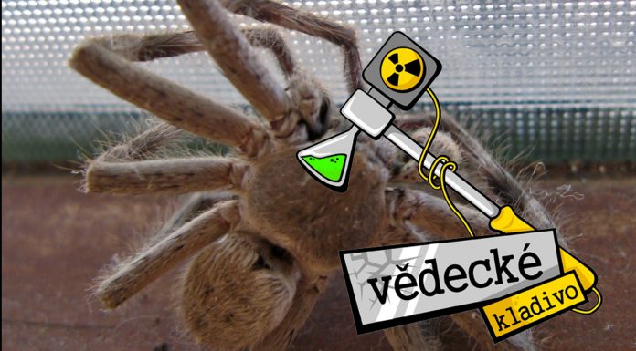 Prečo pavúky po smrti stiahnu nohy?