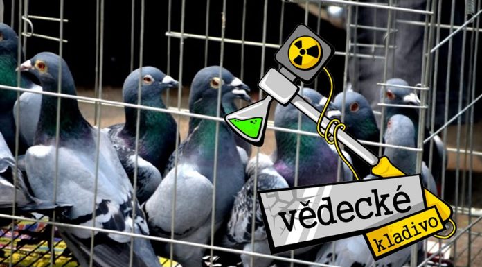 Ako poštový holub môže doručiť správu?