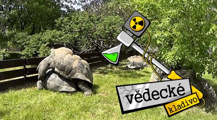 Ako má korytnačka obrovská sex a Ako sa využívali korytnačky obrovské na lodiach?