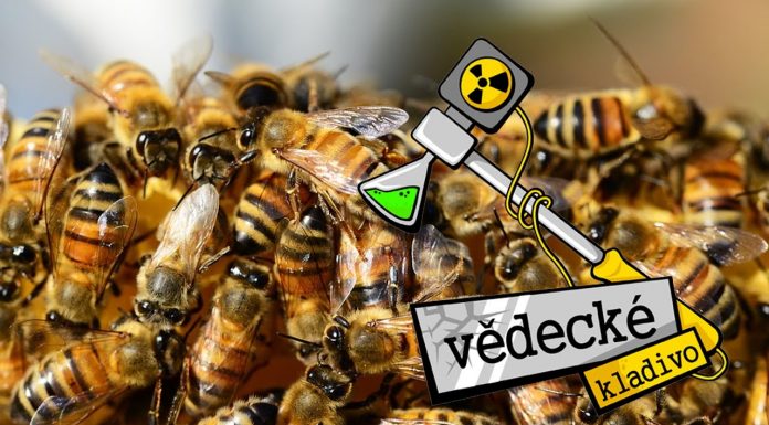 Prečo včely vymierajú?