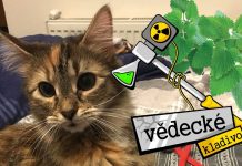 Ako a prečo účinkuje na mačky Kocúrnik obyčajný?