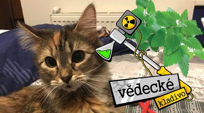 Ako a prečo účinkuje na mačky Kocúrnik obyčajný?