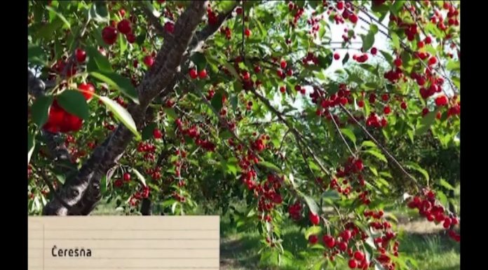 Starostlivosť o ovocné stromy (NOVÁ ZÁHRADA)