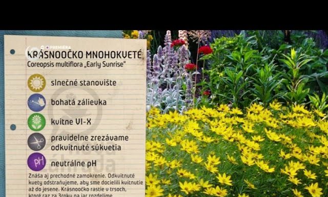 Ako mať krásny a hustý záhon (NOVÁ ZÁHRADA)