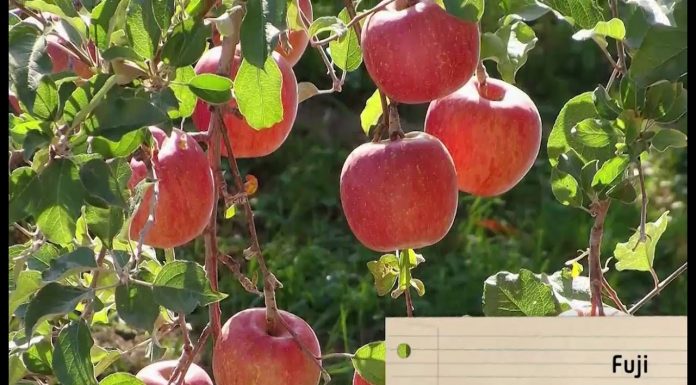 Ako zasadiť fuji (NOVÁ ZÁHRADA)