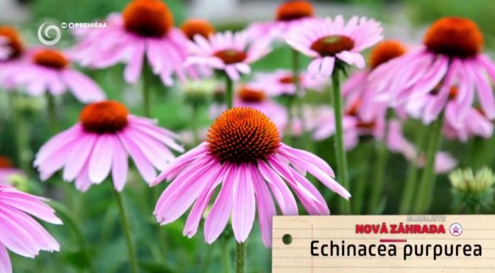 Trvalky, ktoré kvitnú aj v neskorej jeseni (NOVÁ ZÁHRADA)