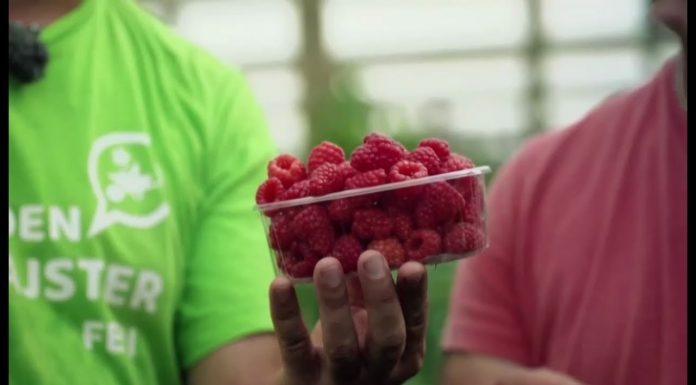 Vypestujte si doma veľké a lahodné maliny (NOVÁ ZÁHRADA)