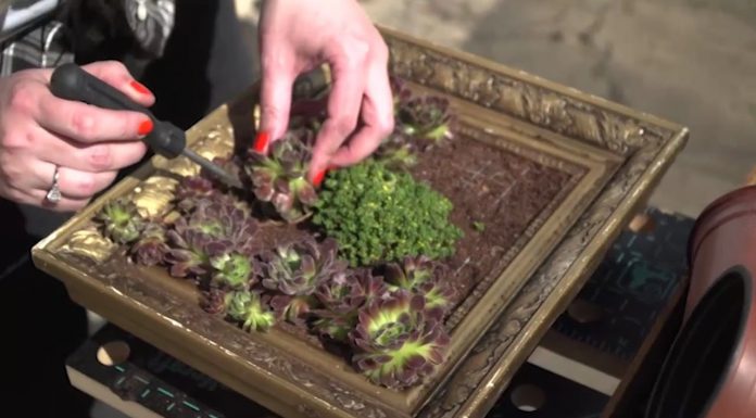 Vytvorte si originálny živý obraz (NOVÁ ZÁHRADA)