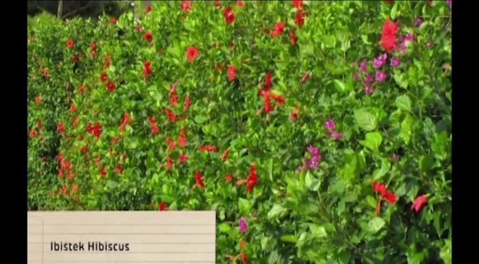 Živý prútenný plot (NOVÁ ZÁHRADA)