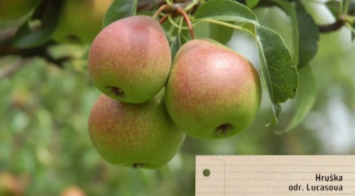 Ako správne zasadiť a ostrihať hrušku (NOVÁ ZÁHRADA)