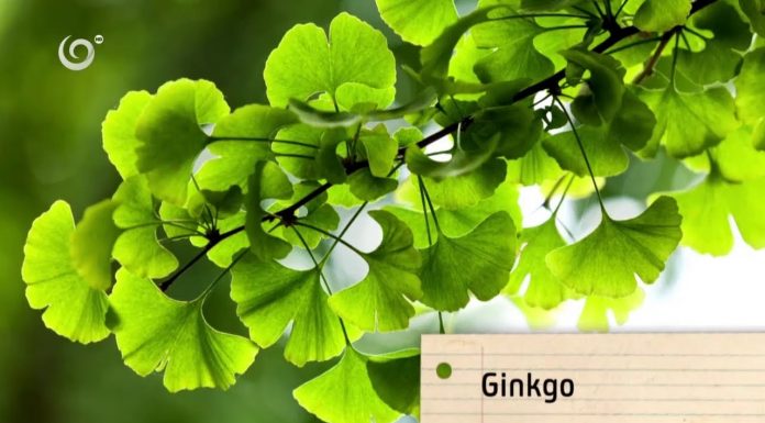 Liečivé účinky ginka (NOVÁ ZÁHRADA)