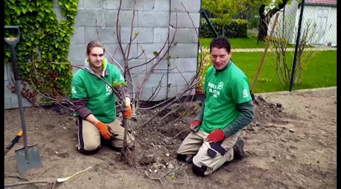 Záchrana figy (NOVÁ ZÁHRADA)