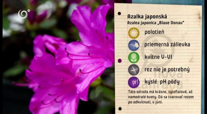 Záhrada plná kvetín (NOVÁ ZÁHRADA)