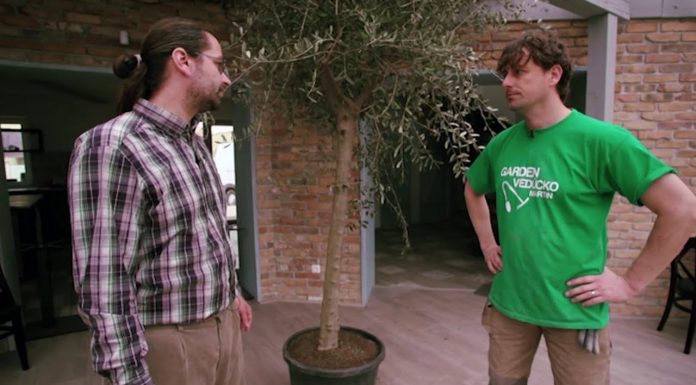 Ako sa starať o olivovník (NOVÁ ZÁHRADA)