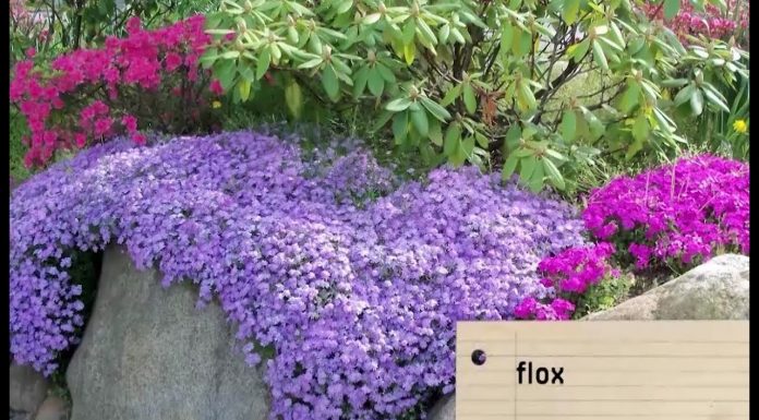 Pekne kvitnúce skalničky (NOVÁ ZÁHRADA)