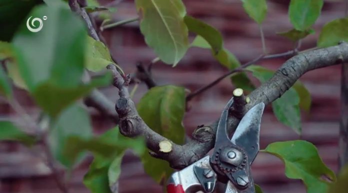 Najväčšia chyba pri zastrihávaní stromu (NOVÁ ZÁHRADA)