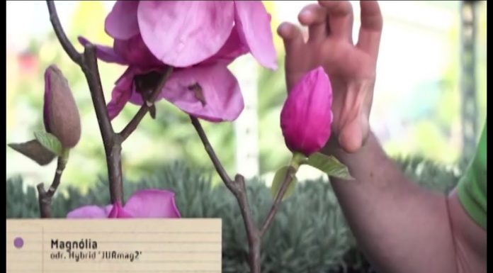 Magnólie (NOVÁ ZÁHRADA)