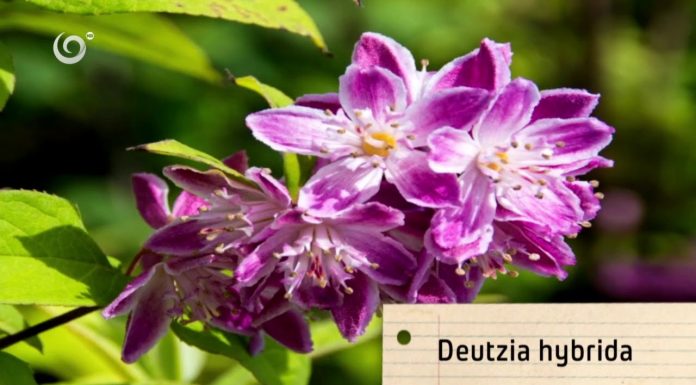 Vysokoodolné rastliny (NOVÁ ZÁHRADA)