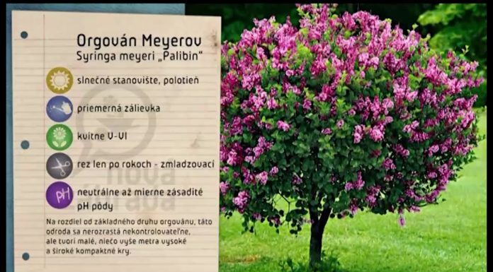 Záhon, ktorý rozvonia vašu záhradu (NOVÁ ZÁHRADA)