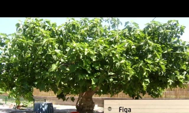 Záhrada plná dobrých nápadov (NOVÁ ZÁHRADA)