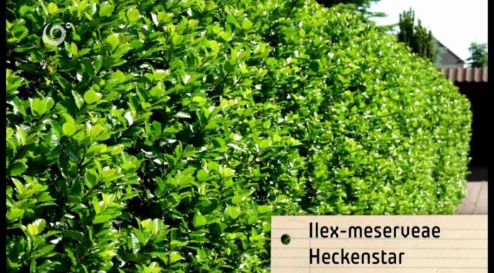 Živý plot z cezmíny (NOVÁ ZÁHRADA)