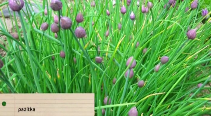 Základné bylinky, ktoré by nemali chýbať v žiadnej záhrade (NOVÁ ZÁHRADA)