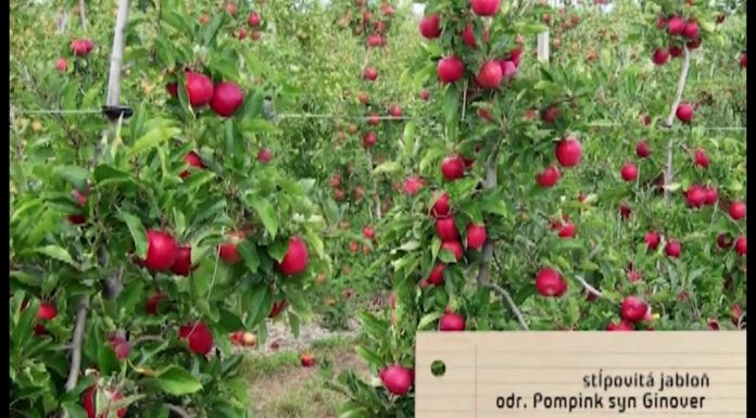 Ovocné stromy, ktorým stačí aj málo miesta (NOVÁ ZÁHRADA)